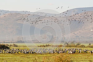 A flock of cranes