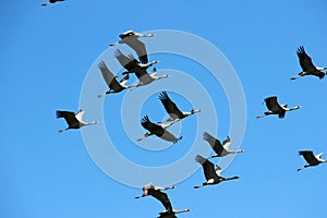 A flock of cranes flew through the sky
