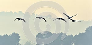 Flock of cranes flies at sunrise. Foggy morning, Sunrise sky background.