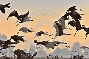 Flock of cranes flies at sunrise. Foggy morning, Sunrise sky background.