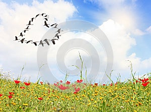 Flock of cranes form a heart shape flies in sunny sky over magnificent red and yellow wild flowers bloom meadow