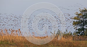 Flock of cranes