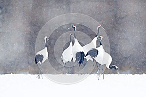 Flock of cranes with snow flakes, Japan Winter. Dancing pair of Red-crowned crane with open wing in flight, with snow storm, Hokka photo