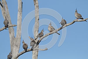 Flock of Crested Pigeons