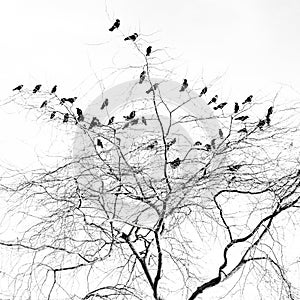 A flock of Crows in a bare winter tree.