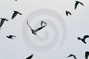 A flock of crows fly in a dramatic blue sky