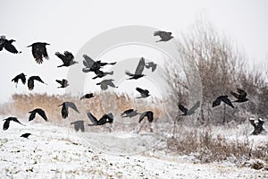 A flock of crows flying above the frozen fields