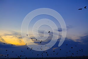 Flock of crows flying against of the evening sky