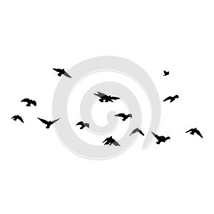 Flock of crows. Flying black birds in sky monochrome flutter raven silhouette, migrating flight group