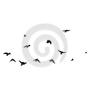 Flock of crows. Flying black birds in sky monochrome flutter raven silhouette, migrating flight group