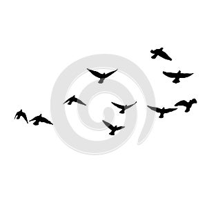 Flock of crows. Flying black birds in sky monochrome flutter raven silhouette, migrating flight group