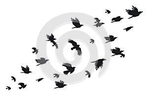 Flock of crows. Flying black birds in sky monochrome flutter raven silhouette, migrating flight group of wild rooks ornithology