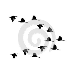 Flock of crows. Flying black birds in sky monochrome flutter raven silhouette, migrating flight group