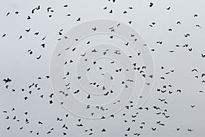 A flock of crows flying high