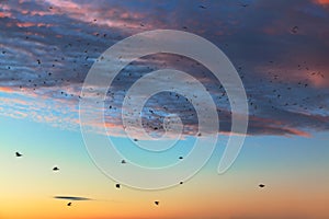 Flock of crows flying high in the sky