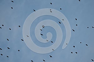 Flock of crows high up in blue sky