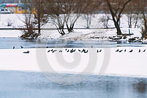 A flock of crows on the ice of a winter pond