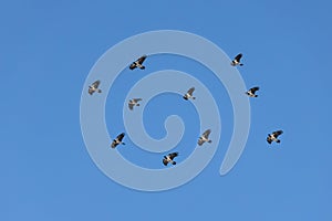 A flock of crows with light wings is flying on the blue sky background