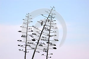 flock of crows on the pine-tree