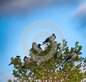 Flock of crows resting in crown of pine