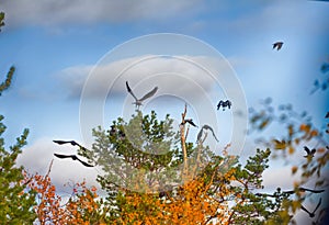 Flock of crows resting in crown of pine