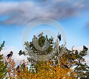 Flock of crows resting in crown of pine