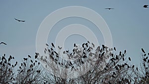 Flock of crows sit on the tops of the bird autumn trees. flock of birds migration of birds flying crow