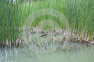 Flock of crucian carps swimming in water of pond among thickets of canes