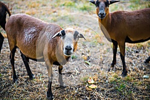 A flock of curious Barbado Blackbelly Sheep photo