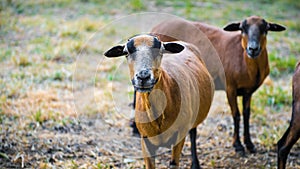 A flock of curious Barbado Blackbelly Sheep photo