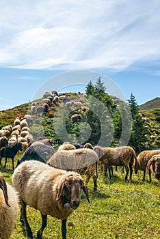 A flock of curious sheeps grazing on the alpine pasture near Lenzerheide in Switzerland - 3