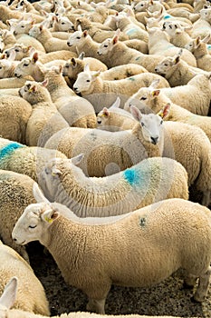 Flock Of Curious White Sheep With Cosy Wool In Scotland