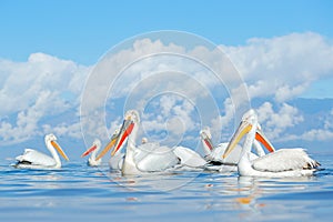 Flock Dalmatian pelican, Pelecanus crispus, in Lake Kerkini, Greece. Palican with open wing, hunting animal. Wildlife scene from E