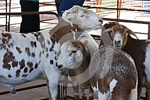 A flock of Damara breed sheep in a pen