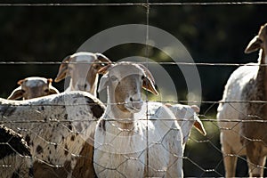 A flock of Damara sheep waiting by the farm gate