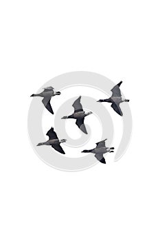 A flock of Dark-bellied Brent Geese cutout.