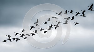 Flock of Geese Flying in V Formation Against Cloudy Sky