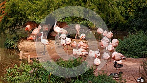 Flock of deep pink Carribbean flamingoes at zoo