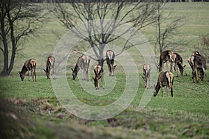 Flock of Deer hind grazing the grass near the forest in spring