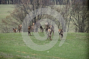 Flock of Deer hind grazing the grass near the forest in spring