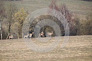 Flock of Deer stag  with growing antler grazing the grass  in spring