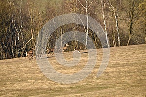 Flock of Deer stag  with growing antler grazing the grass  in spring