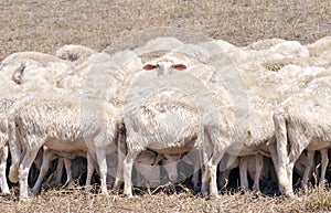 Flock of defensive sheep photo