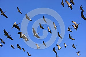 Flock of demoiselle crains flying in blue sky, Khichan village, photo