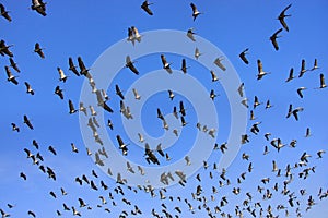 Flock of demoiselle crains flying in blue sky, Khichan village, photo