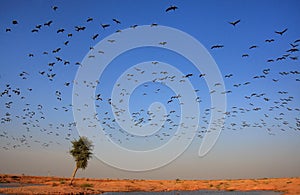 Flock of demoiselle crains flying in blue sky, Khichan village, photo