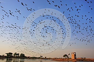 Flock of demoiselle crains flying in blue sky, Khichan village, photo