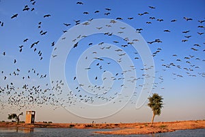 Flock of demoiselle crains flying in blue sky, Khichan village, photo