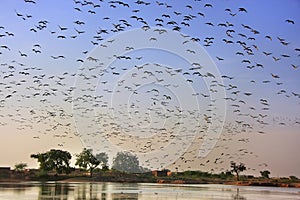 Flock of demoiselle crains flying in blue sky, Khichan village, photo