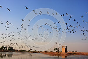 Flock of demoiselle crains flying in blue sky, Khichan village, photo